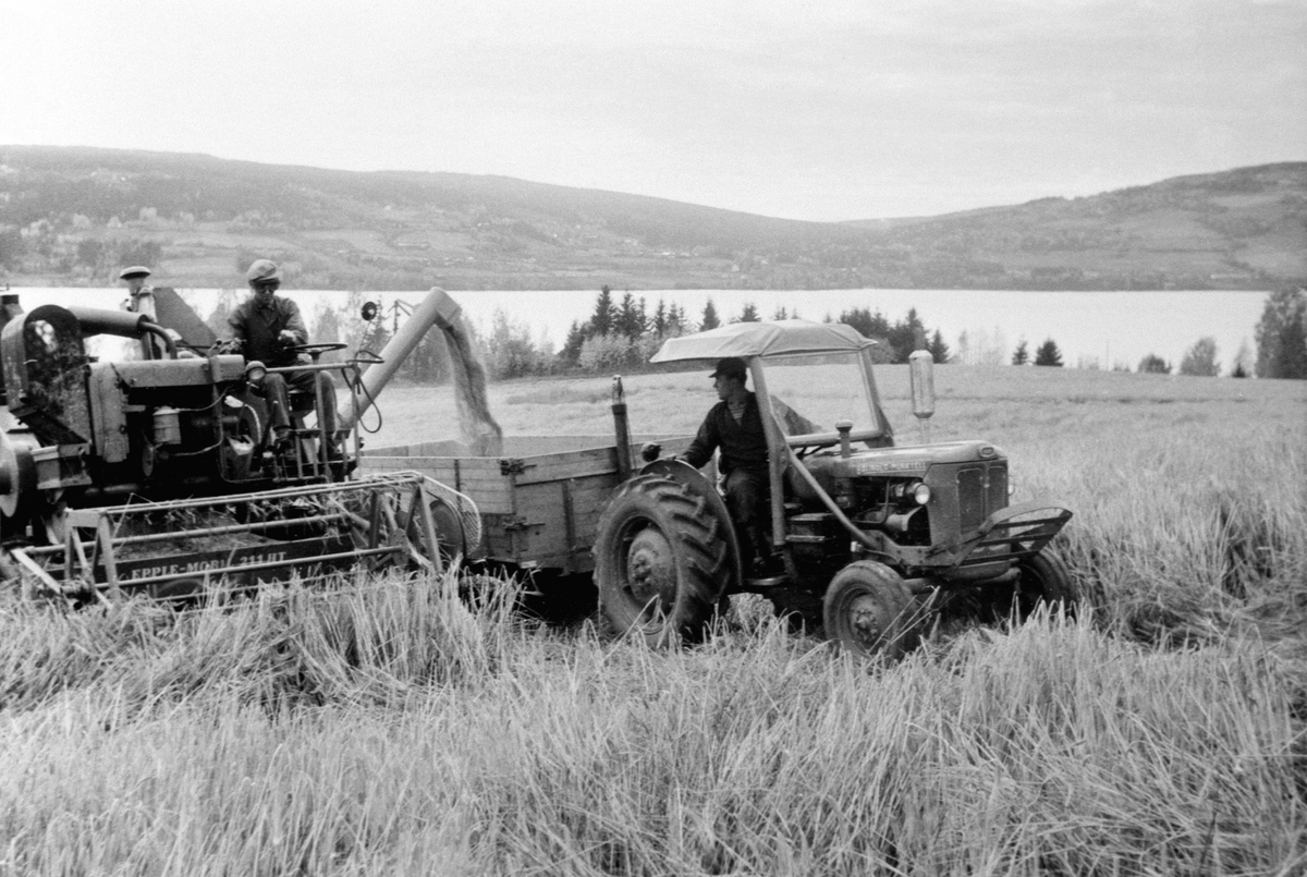 Anno Domkirkeodden, Skuronn på Vinju, Ringsaker. Brukseier Kåre Opheim kjører en Epple Mobil 211 HT skurtresker. Gårdskar Arvid Haugen kjører en Bolinder Munktell traktor med henger.