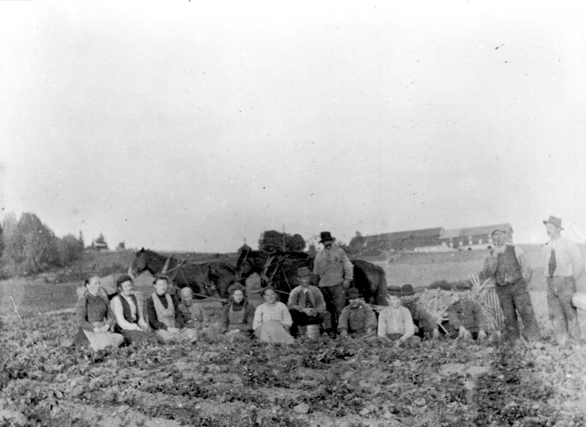Anno Domkirkeodden, Gruppe på fjorten arbeidsfolk tar pause i arbeidet på Ulven gård, Ringsaker. Hester med potetopptager.