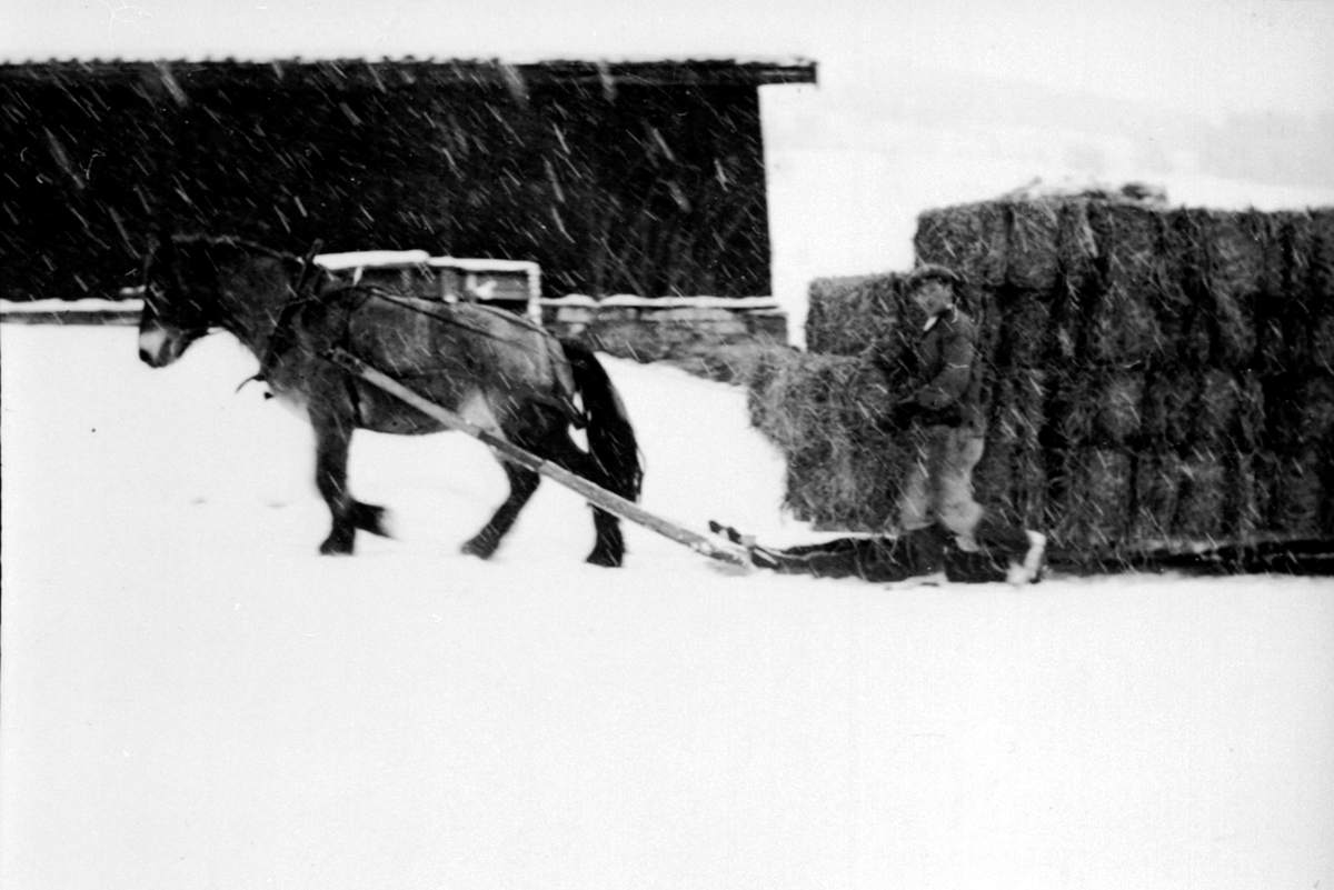 Anno Domkirkeodden, Kjøring av halmbunter med hest og slede på Svennerud, Helgøya.
