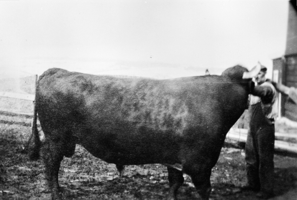 Anno Domkirkeodden, Oksen "Bille Hero" på Øvre Sund, Helgøya. Levende vekt 1105 kilo. Slaktevekt 555 kilo.