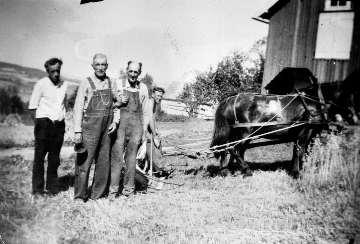 Anno Domkirkeodden, Skjæring av havre i Vesterhagen, Helgøya. 4 menn og hest med slåmaskin.