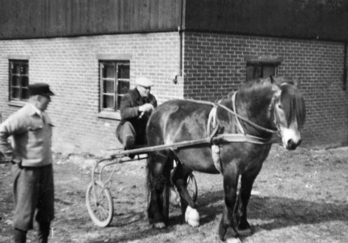 Anno Domkirkeodden, Hingsten "Trenrugg" skal trenes. Petter Meinich, Odnes i sulky, forvert Andreas Heggenhaugen, Ringsaker.