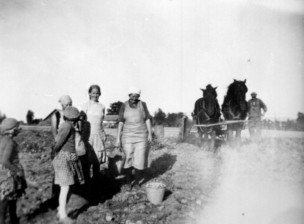 Anno Domkirkeodden, Potetplukking på Nar-Holo, Gaupen, Ringsaker. Hester i tospann med potetopptager. Fra venstre er ukjent, ukjent, Lina Fossum, Borghild Andersen, Lina Østvold. Lars H. Fossum kjører hestene.