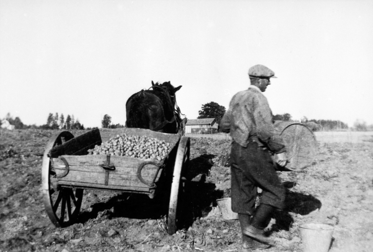 Anno Domkirkeodden, Potetonn på Nar-Holo i Gaupen, Ringsaker. Hest med stuttkjerre. Leonard Fossum tømmer potettønner i kjerra.