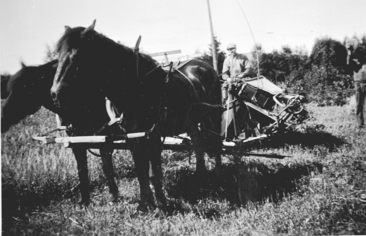 Anno Domkirkeodden, Skuronn på Nar-Holo, Gaupen, Ringsaker. Leonard Fossum kjører selvbinder med hestene "Pluggen" og "Stensrun".
