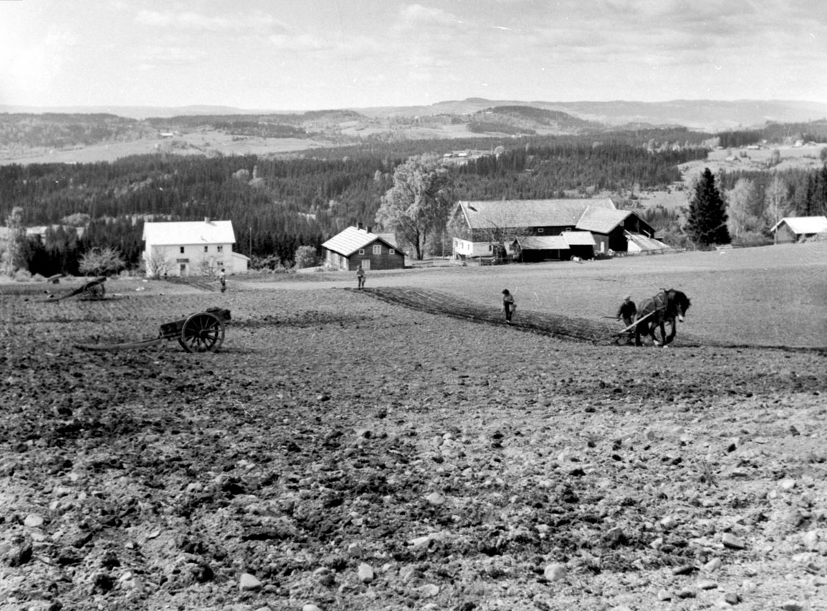 Anno Domkirkeodden, Potetsetting på Sørlunden, Veldre, Ringsaker. Hest med dobbelskjær. Folk med bøtter setter poteter. Stuttkjerrer.