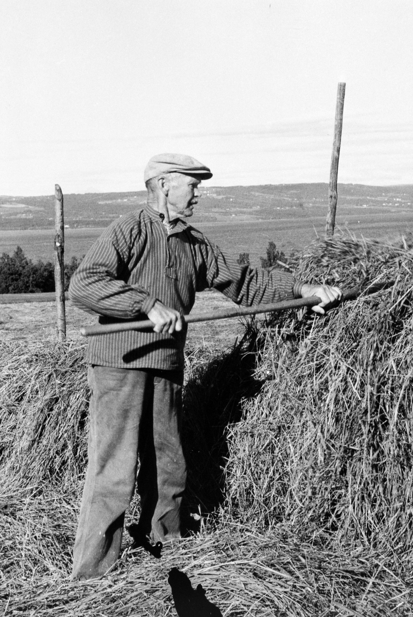 Anno Domkirkeodden, Høyonn på Hoel gård, Nes, Hedmark. Arbeidsformann Nikolai Evensen (1887-1978) hesjer høy.