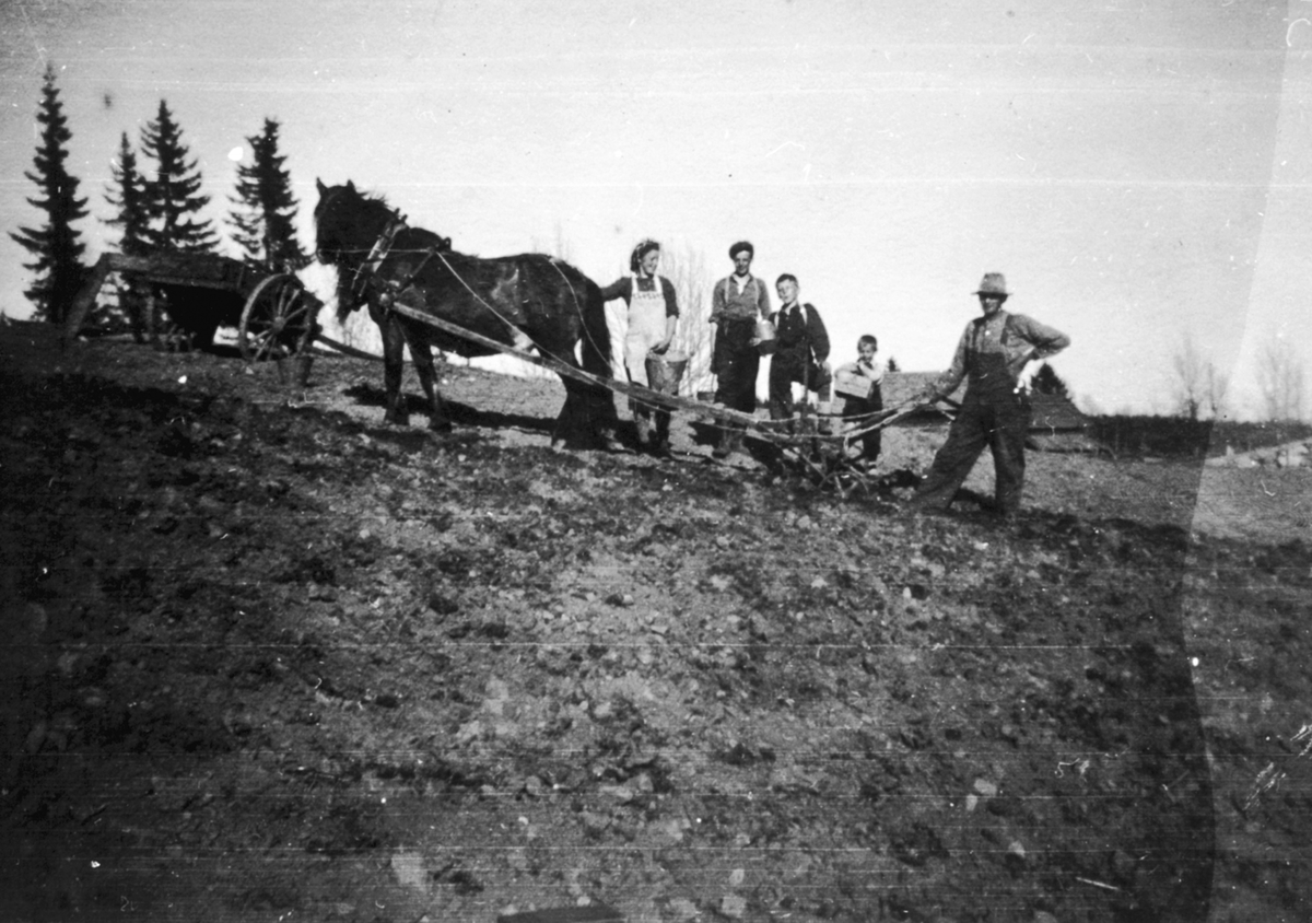 Anno Domkirkeodden, Potetonn, Potetsetting, våronn, familien Skaugen med Hest, plog, Veldre, Allergodt Øvre.