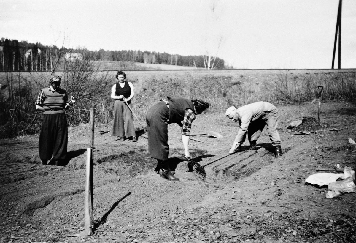 Anno Domkirkeodden, Matauk på Jesness, våren 1940, 2. verdenskrig. Kjøkkenhage. Fra venstre er Gerda Lindmark, Ragnhild Monssen, Dagny Nordbye, Asbjørn Nordbye. Dagny Nordbye hadde hatteforretning i Hamar.