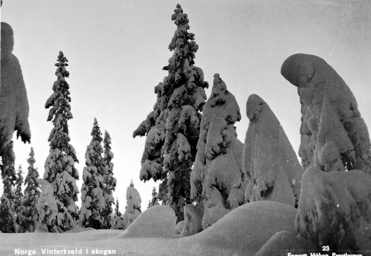 Anno Domkirkeodden, Vinterkveld i skogen med snødekte trær. Ringsaker.