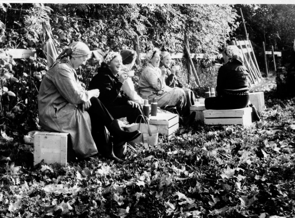 Anno Domkirkeodden, Kaffepause i epleplukkinga. Gruppe damer på Hoel gård, Nes, Hedmark.