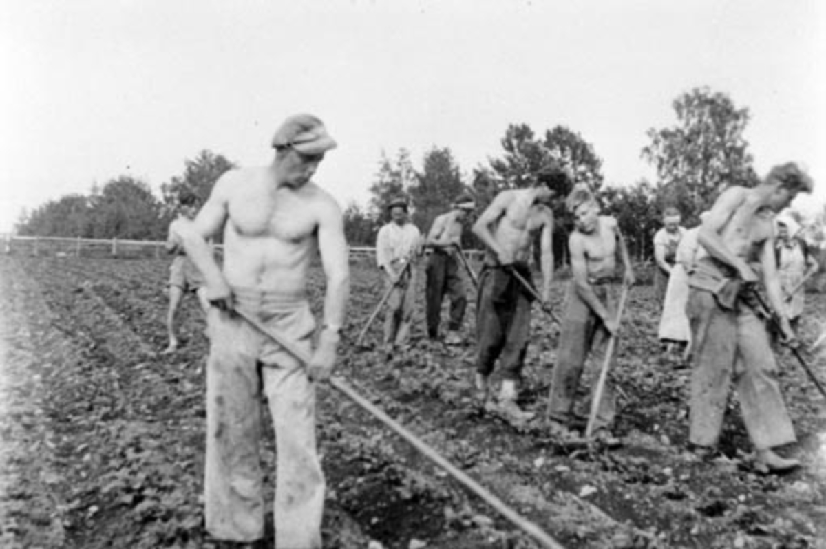 Anno Domkirkeodden, Kålrottynning på Fossum, Nes, Hedmark. Fra venstre er Ole Heramb, Paul Rosenlund, Ralph Olsen, Ragnar Antonsen, Margit Antonsen, Nikoline Ringen, Ted Bentzen, Helga Støen.