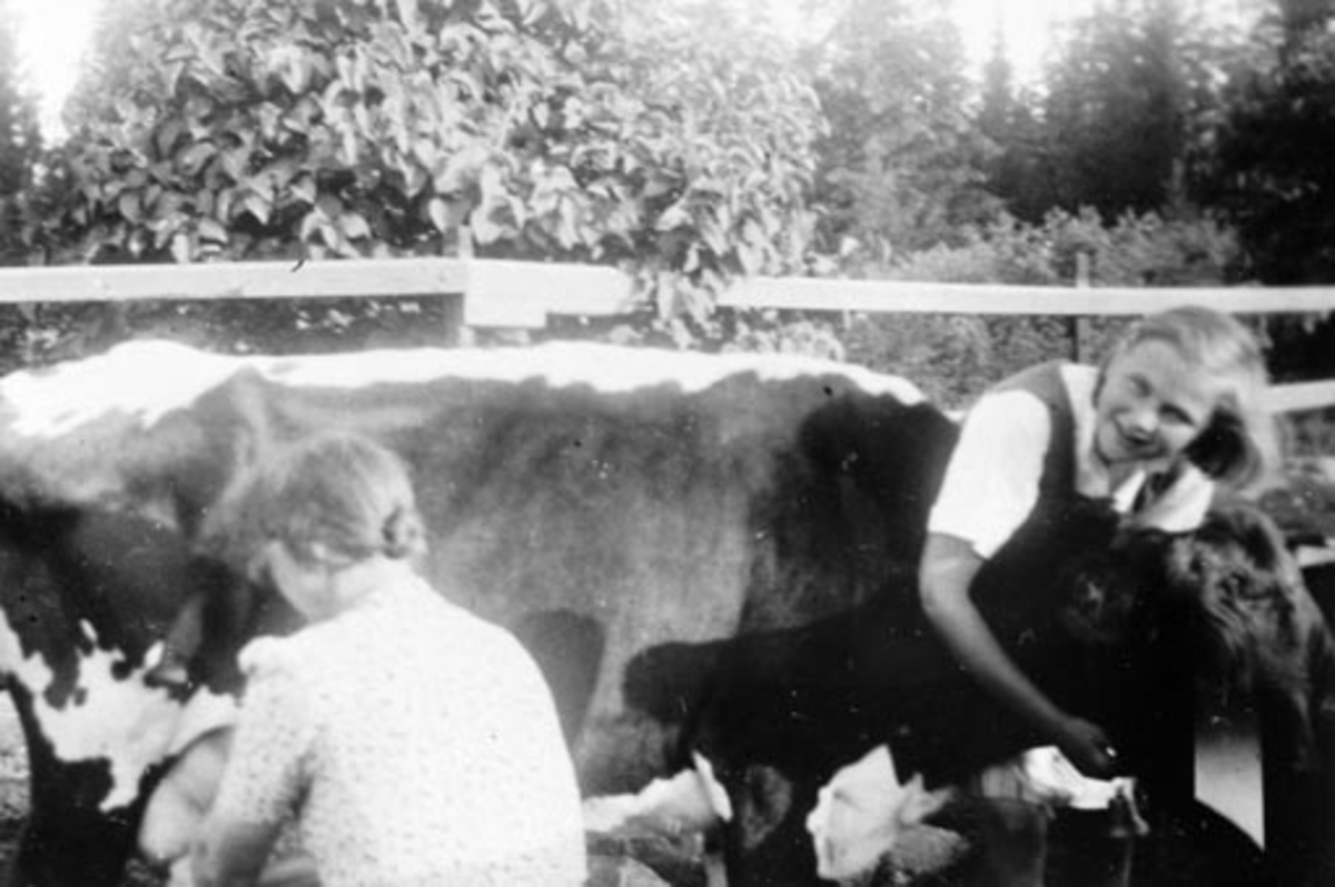 Anno Domkirkeodden, Melking av ku i Engeland, Stavsjø, Hedmark. Marie (1900-1986) og Vigdis Ramstad f.1930.