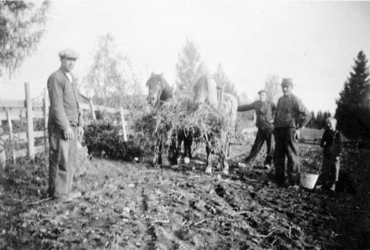 Anno Domkirkeodden, Potetplukking på Aarvold, Stavsjø, Hedmark. Hestene fores. Foran er Kristian Aarvold f.1904, Sverre Syljuberget, Jørgen Olsen (1873-1961), Jon Sigstad f.1932.