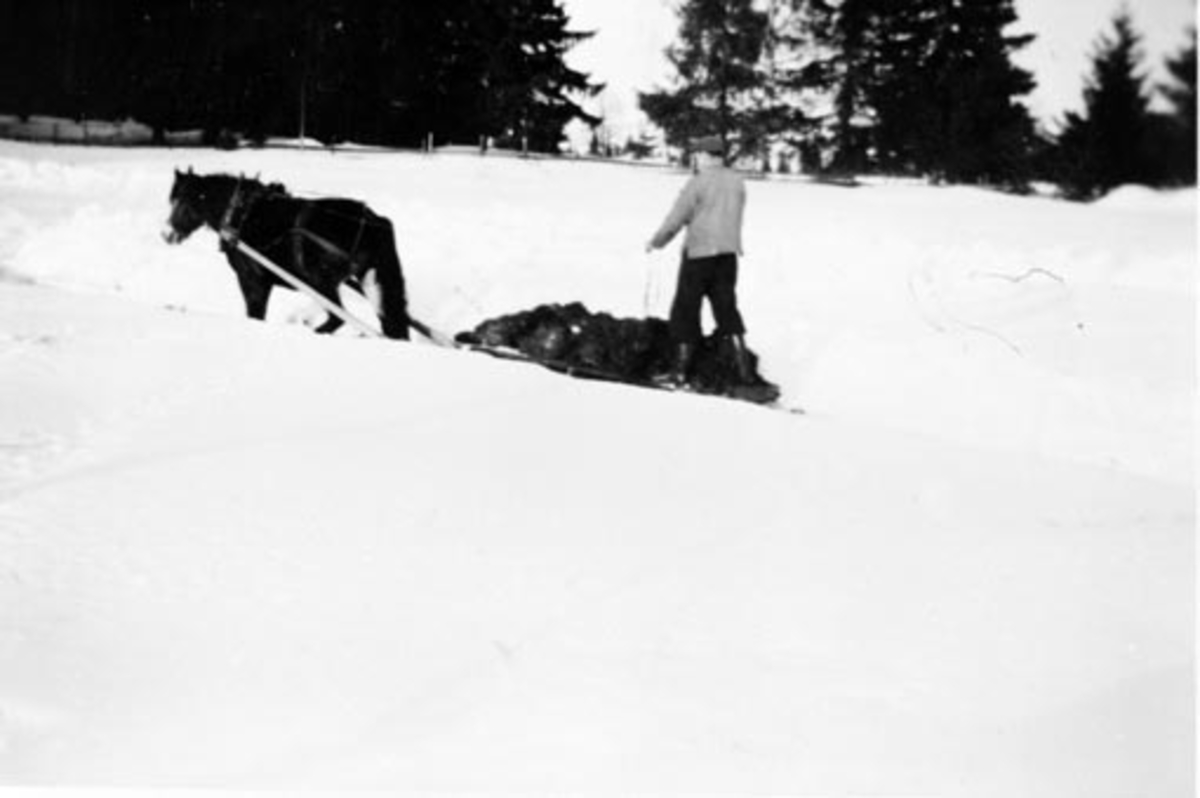 Anno Domkirkeodden, Utkjøring av møkk på vinterføre med hest og slede. Fredsvold, Stavsjø, Hedmark. Alfred Stensby f.1901 kjører.