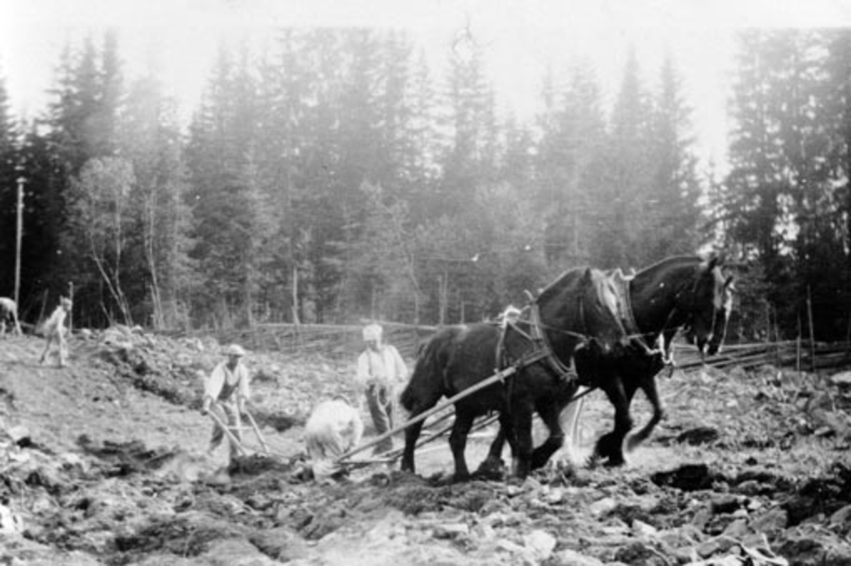 Anno Domkirkeodden, Nybrottsarbeid på Kråkerud, Ringsaker. Tospann hester med plog. Menn arbeider.