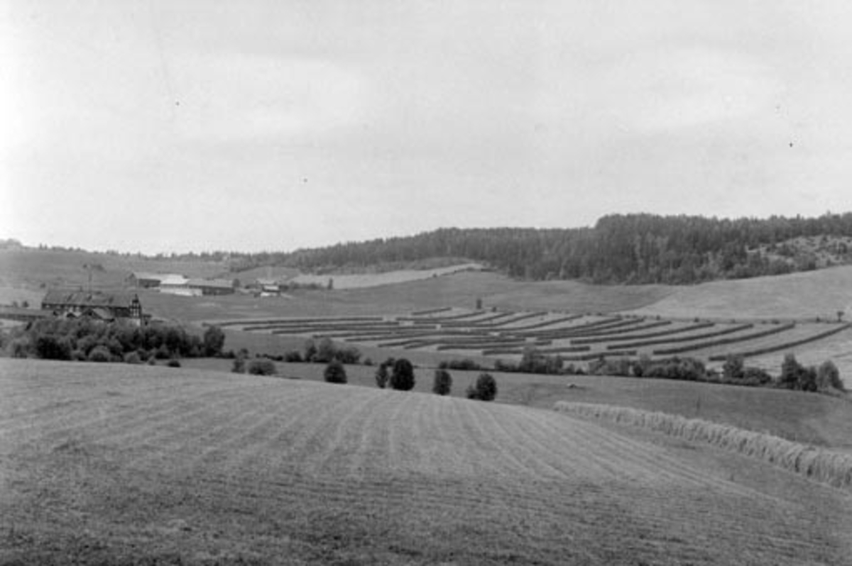 Anno Domkirkeodden, Gardsbruk. Jordbrukslandskap på Kvam, Nes, Hedmark. Kvam Brenneri til venstre. Kvamsberget.