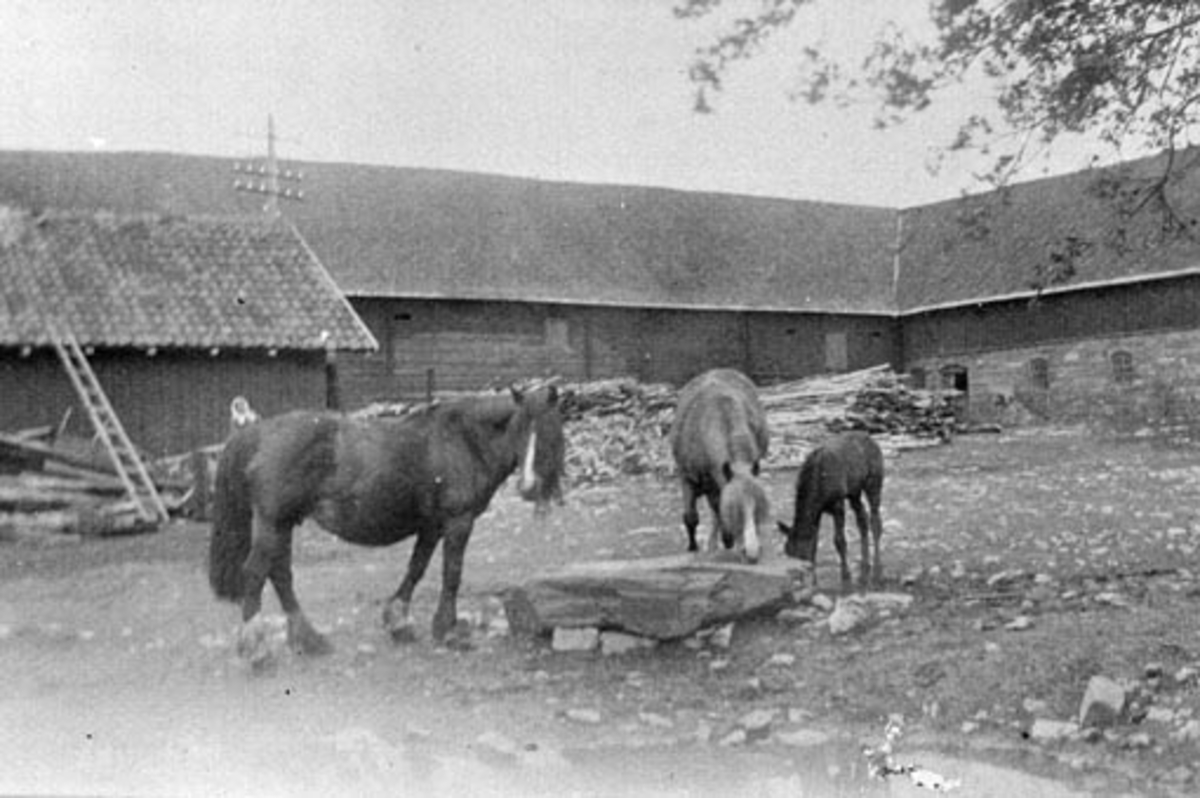 Anno Domkirkeodden, Inntunet foran låven på Ousdal nordre, Nes, Hedmark. Hester og føll på tunet.