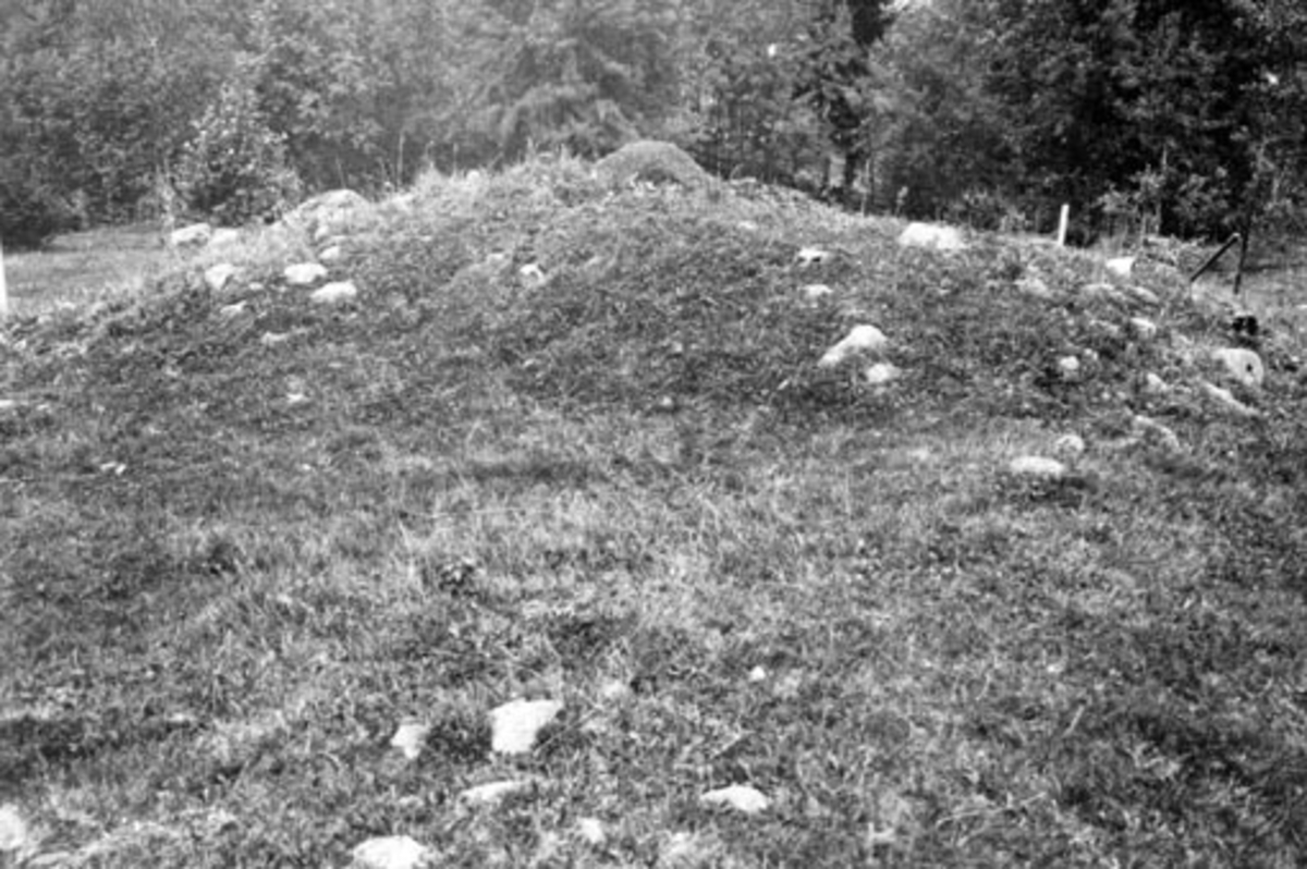 Anno Domkirkeodden, Gravhaug sett fra nord før utgraving av Sigurd Grieg. Oldtidsminne, Jevanord vestre, Furnes, Ringsaker.