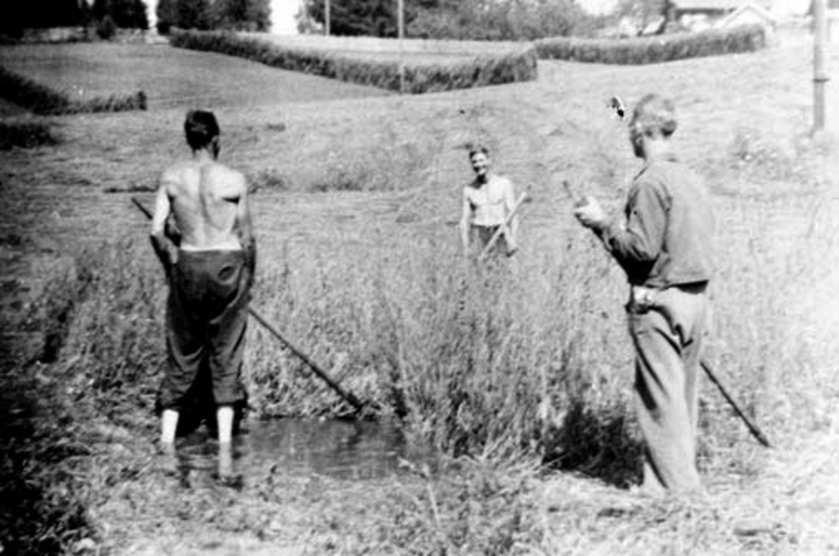 Anno Domkirkeodden, Slåttonn med ljå i Askehagen. Fra venstre er Aage Andreas Askehagen (1914-1995), Arne Kristoffer Askehagen (1920-2001), Petter Ludvigsen.