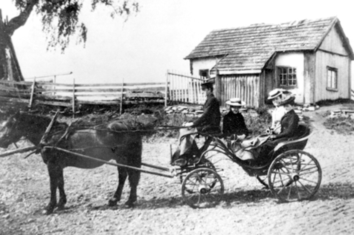 Anno Domkirkeodden, Hesteskyss. Hest med karjol. Kusken er Nils Konrad Skridshoel (1886-1975). Konsulinne Gjestvang kommer til Kisebrygga med gjester. Huset i bakgrunnen er husmannsstua på Kiseodden, Nes, Hedmark.