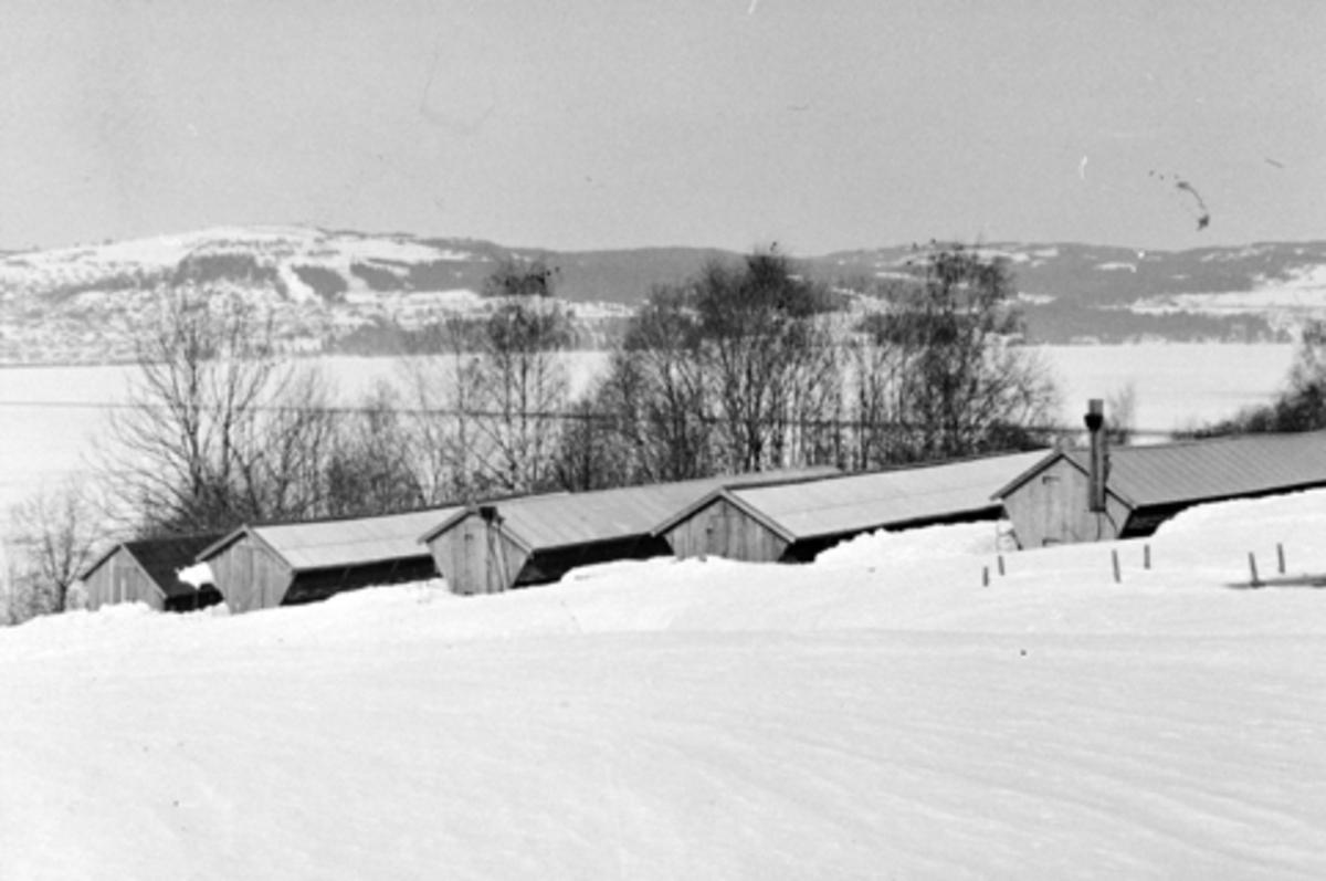 Anno Domkirkeodden, Eksteriør minkfarm på Senstad nedre, Nes, Hedmark. Vinter.