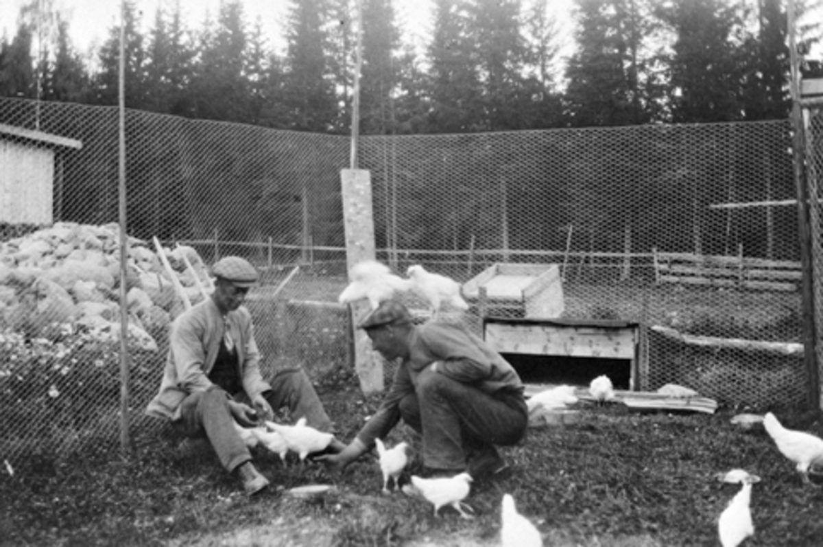 Anno Domkirkeodden, I hønsegården på Lie nedre, Nes, Hedmark.