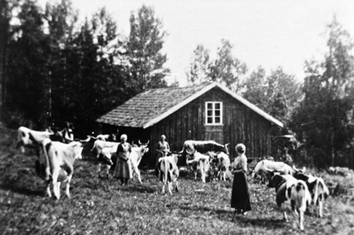 Anno Domkirkeodden, Budeier og buskap på Hangenholen, Brumunddal.