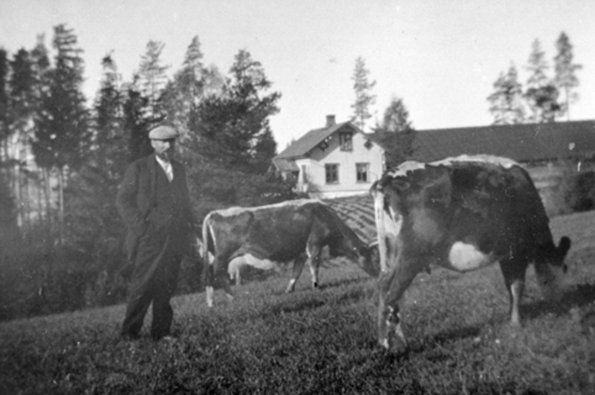 Anno Domkirkeodden, Ku på beite på Smedstuen nedre, Nes, Hedmark. Even Arnt Andreasen Lie (1865-1938) inspiserer. Brobakken i bakgrunnen.