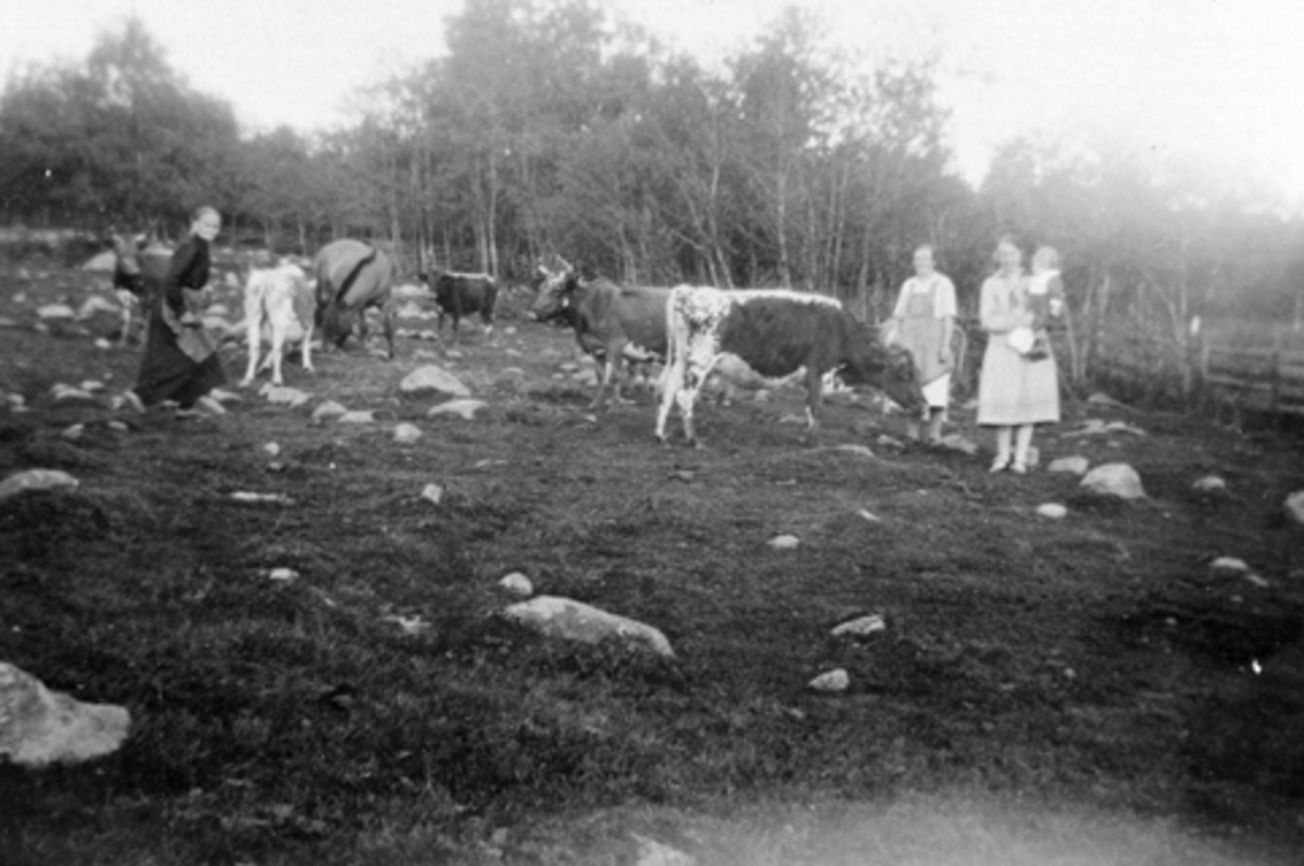 Anno Domkirkeodden, Telemarkskuer og en hest på beite. Tre damer og et lite barn i Bakkom, Nes, Hedmark.