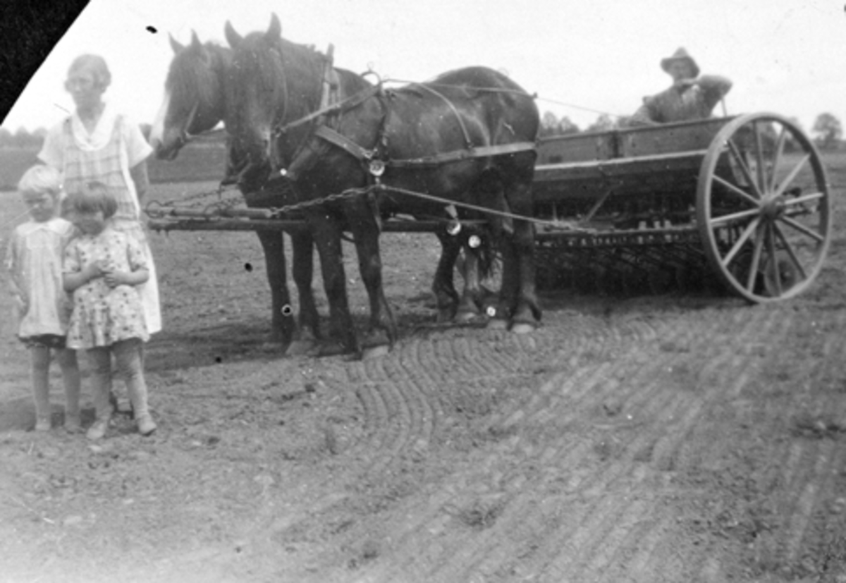 Anno Domkirkeodden, Våronn på Hoel gård, Nes, Hedmark. Såing på vestre trekant. Hestene "Truls" og "Jørgen" med såmaskin. Til venstre er Jenny Ekeberg f.1905 med datteren Helga Marie (May f.1926) og Reidun Søberg f.1927. Bak såmaskinen er Martin Emilsen Ekeberg f.1903.