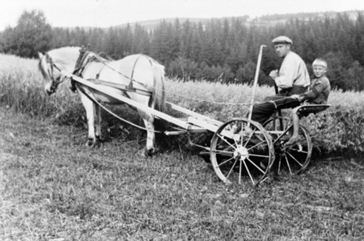 Anno Domkirkeodden, Slåttonn på Kvernstuen, Furnes, Hedmark. Hest med slåmaskin. Kjørekarer er Leif og Sverre Granheim.