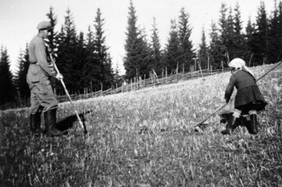 Anno Domkirkeodden, Olav Stensrud, Solveig Stensrud, lita jente sprer møkk, Vesteng, Furnes.