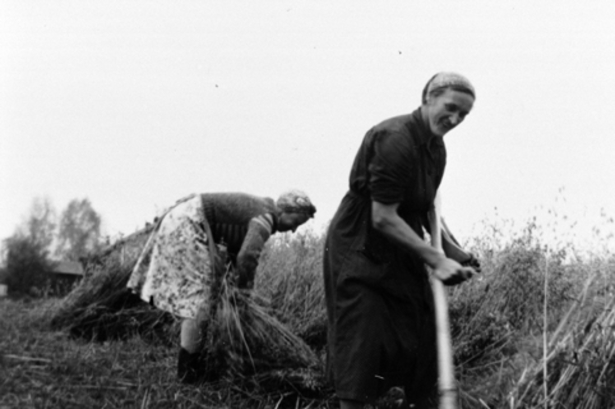 Anno Domkirkeodden, Skuronn i Høgsvea, Furnes, Ringsaker. Elida Høisveen (f. Slåttsveen) med ljå, Julie Hovdhaugen binder kornband.