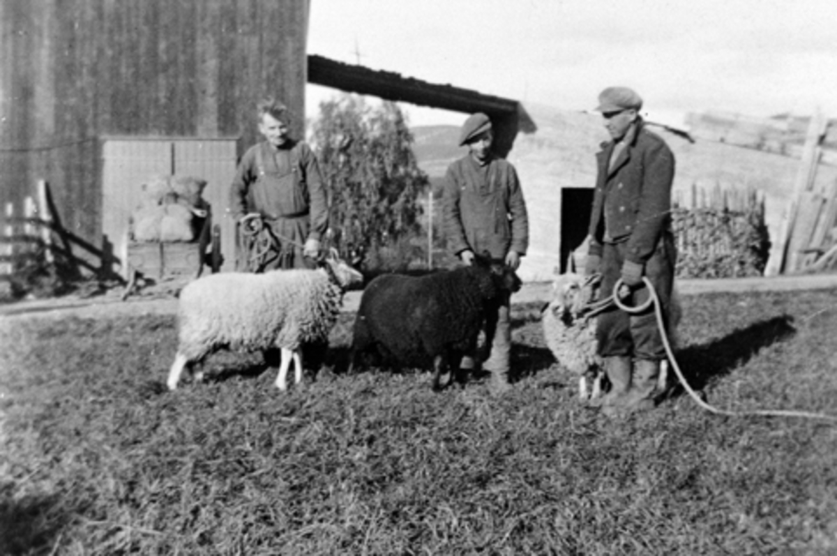 Anno Domkirkeodden, 3 karer med sauer, fra venstre er Birger Græsby, Petter Nygård, Birger Græsby, Bjerkerud, Furnes, Ringsaker.