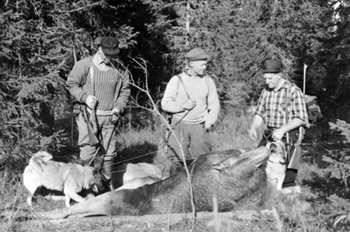 Anno Domkirkeodden, Elgjakt i Furnes Almenning. 3 jegere med gevær og hunder, felt elg.