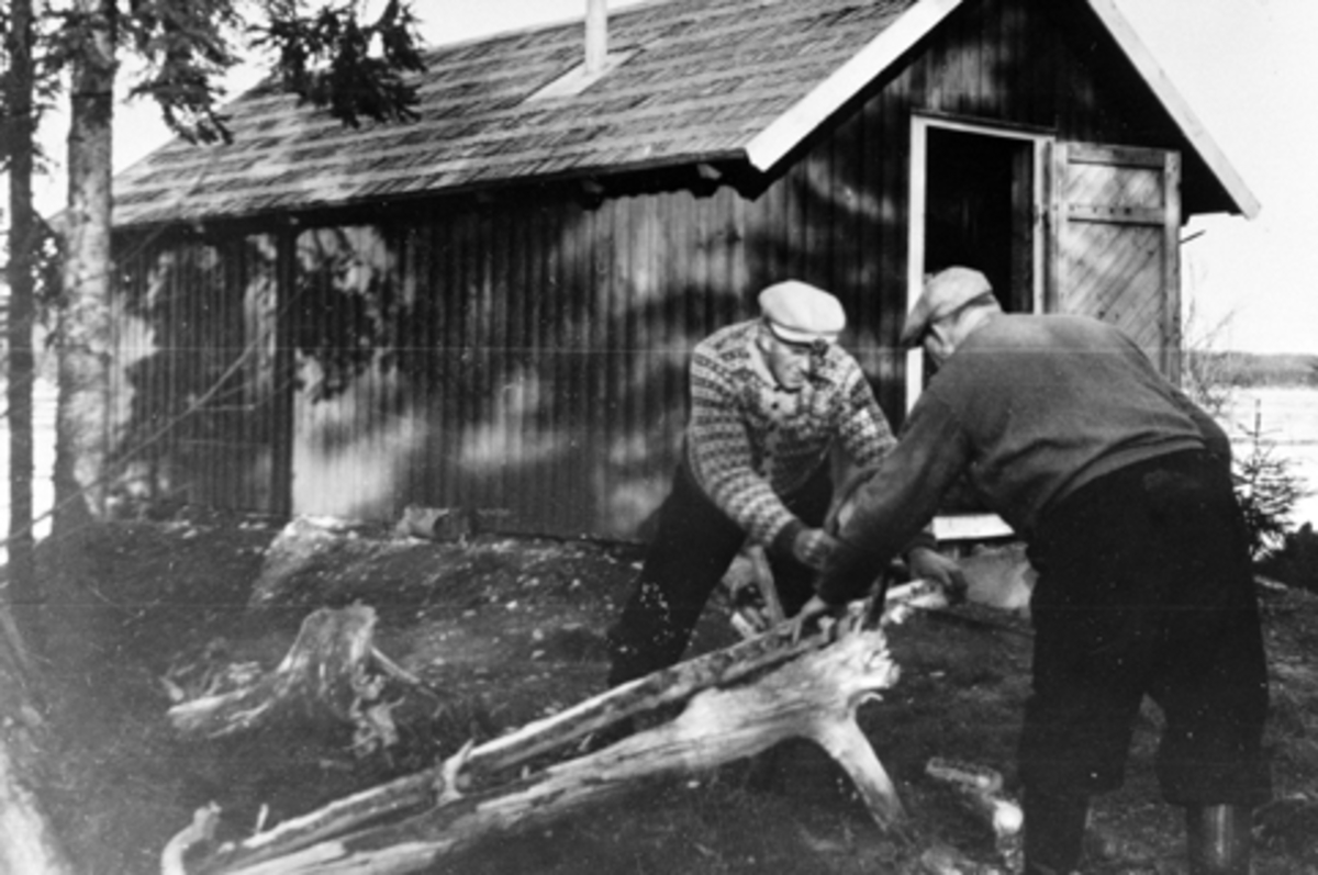 Anno Domkirkeodden, 2 menn sager ved av tyrirot foran hytte ved Brumundsjøen, Furnes Almenning. Peder Taasaasen og Einar Kristiansen.
