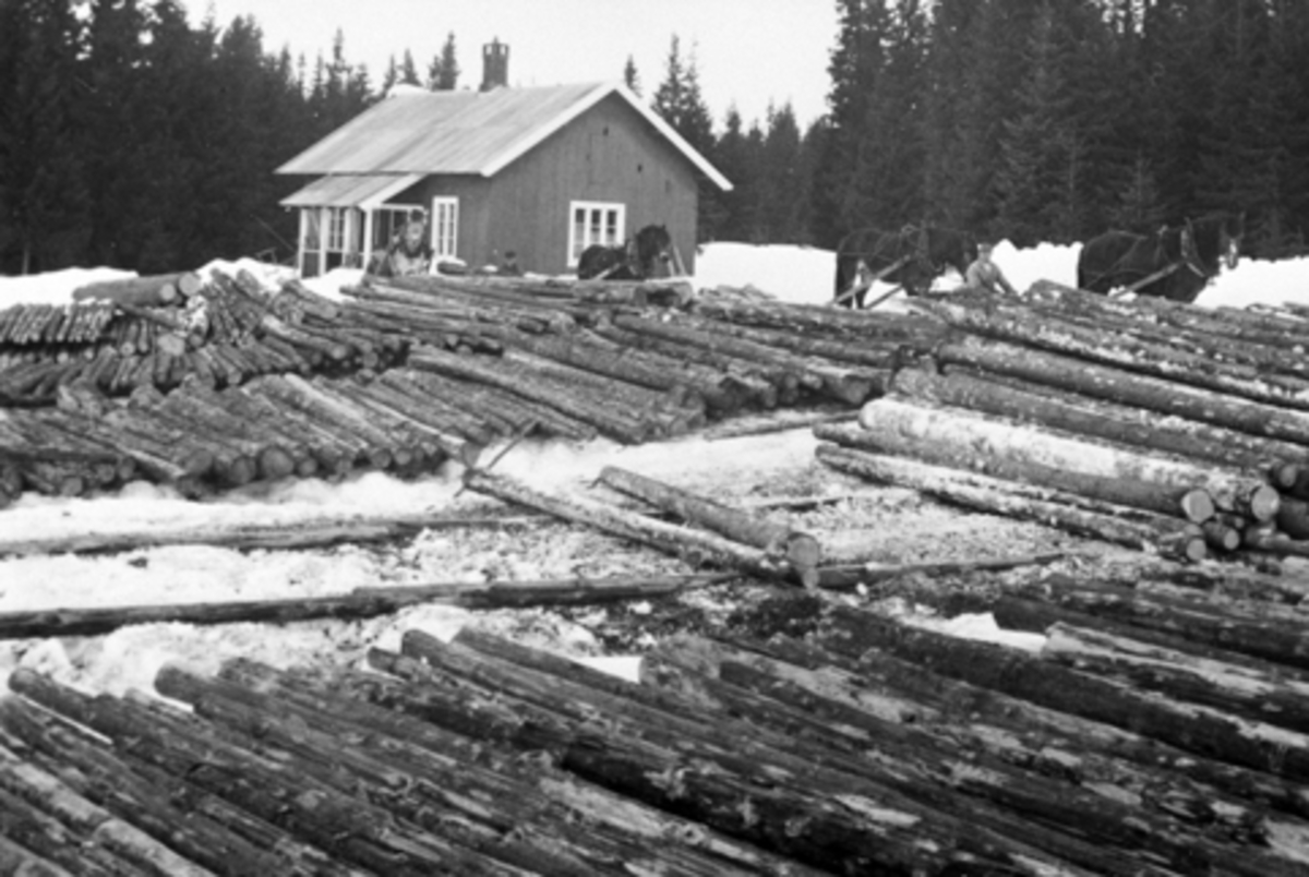 Anno Domkirkeodden, Tømmervelte ved Elvstusaga, Furnes Almenning. Tre hester. Kjørekarer. Karl Hangenholen, Johs Hovde.