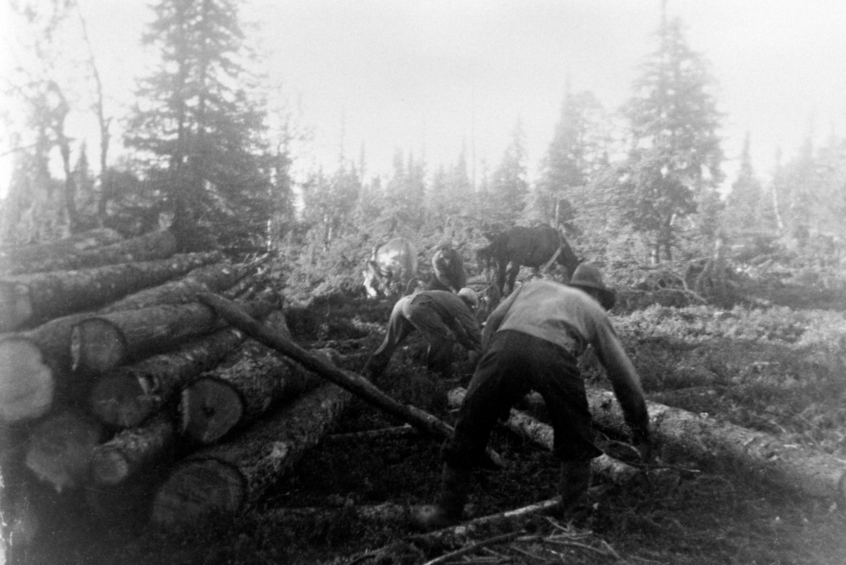 Anno Domkirkeodden, 3 mann arbeider ved tømmervelte, lunning med hest, foran er Johannes Sundmyhr, Anders Sundmyhr, Arne Hangenholen, Furnes Almenning.