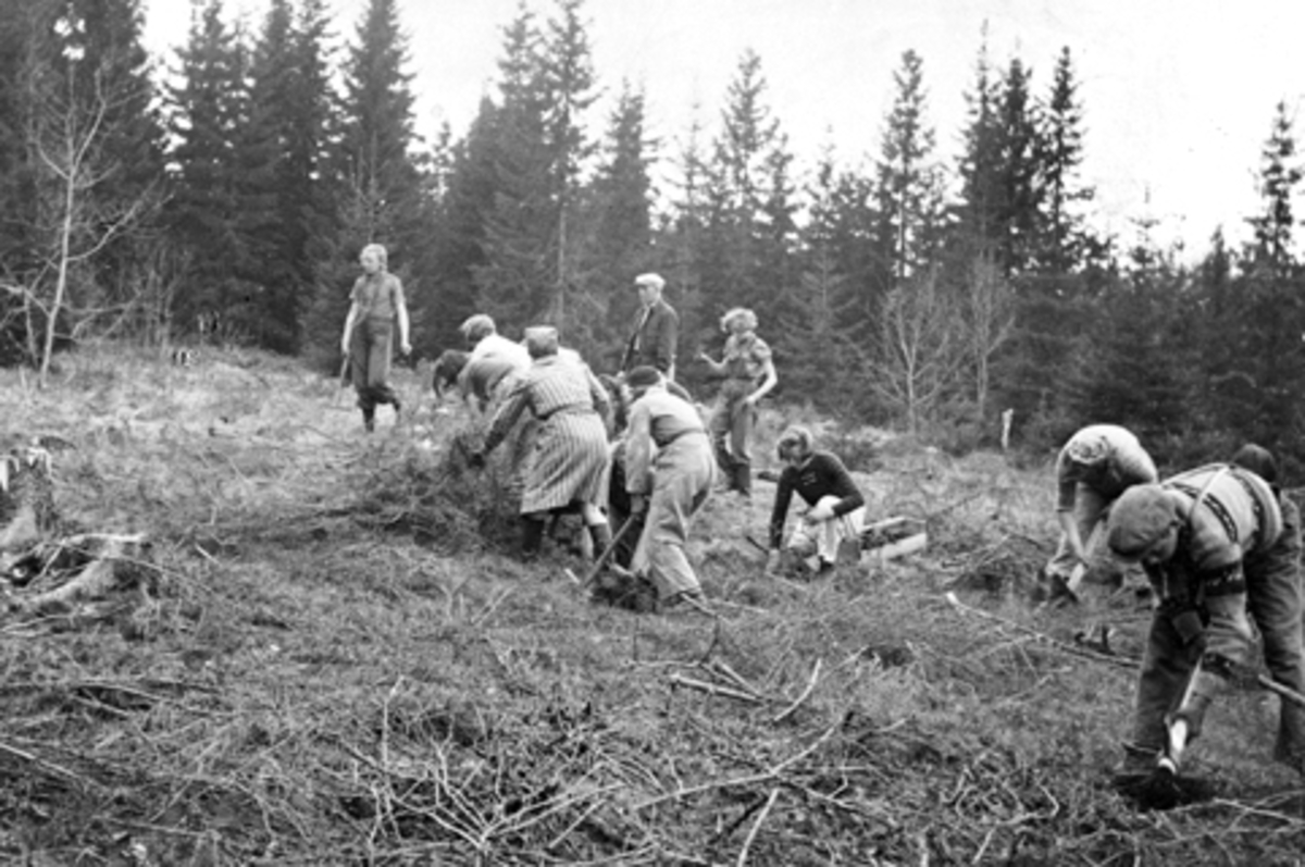 Anno Domkirkeodden, Skogplanting. Elever fra Helgøya skole planter skog i Lodviken, Helgøya.