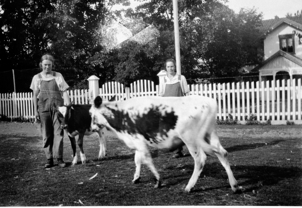 Anno Domkirkeodden, 2 damer med kalver. Astrid Sween og budeie Oline på Vallsigsveen, Furnes, Ringsaker.