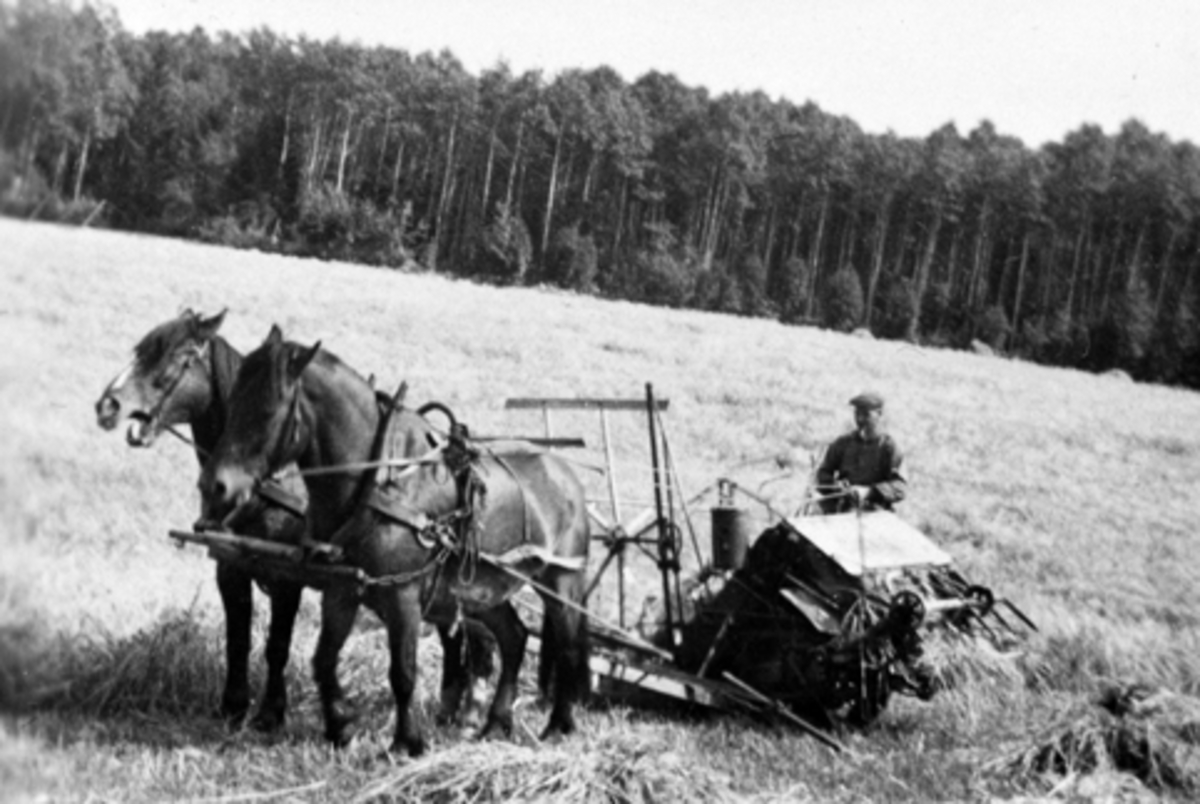 Anno Domkirkeodden, Skuronn med selvbinder og hestene "Blessen" og "Frikk" på Tveiter, Stavsjø, Hedmark.