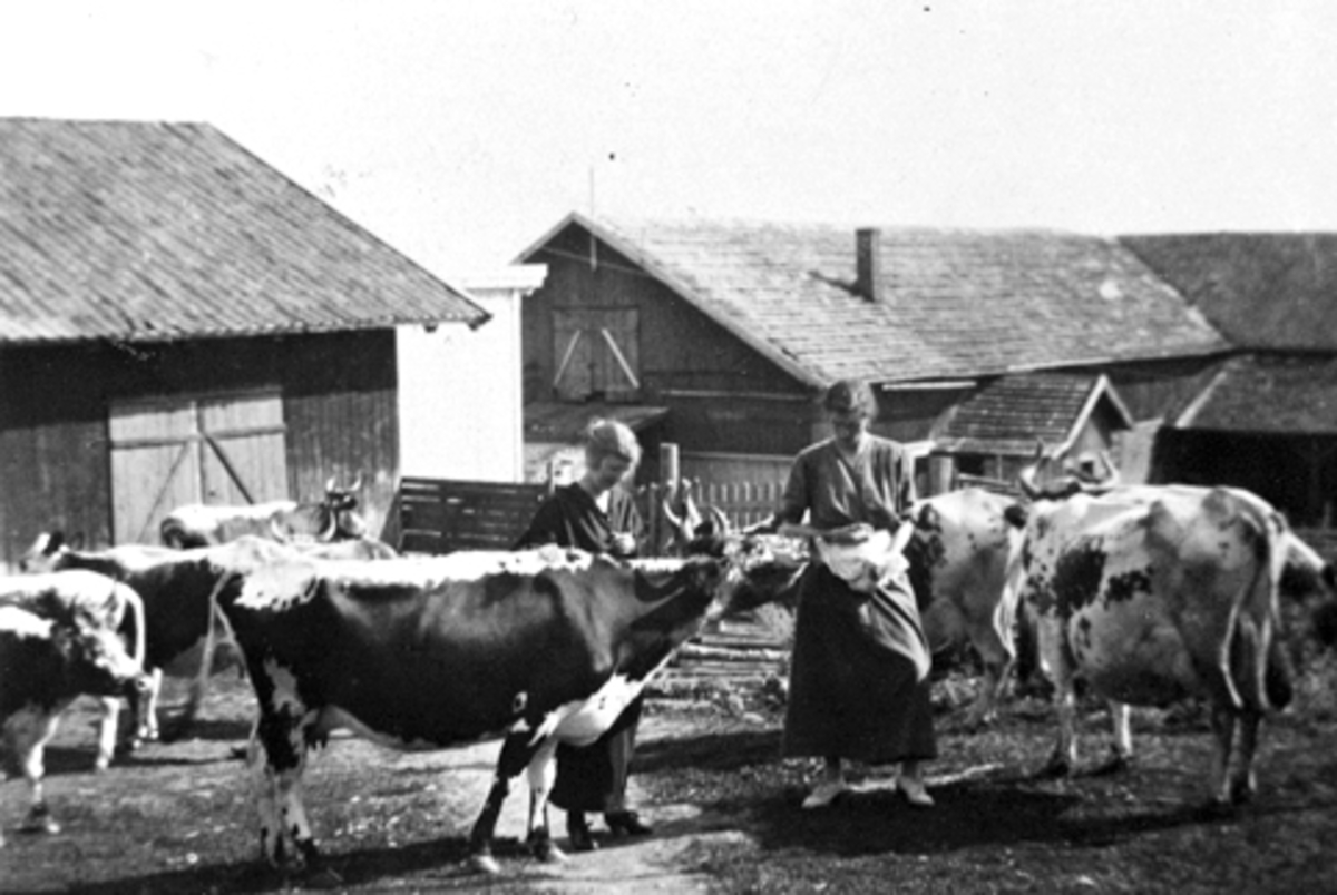 Anno Domkirkeodden, Flokk med telemarkskuer sammen med budeier foran vogn og vedskjulet på Bjørnstad, Nes, Hedmark.