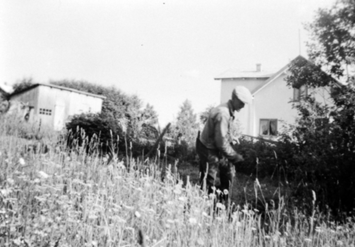 Anno Domkirkeodden, Nyseth/Ittno unna Kaulum vestre, Nes, Hedmark. Ottar Olsen (1904-1979) slår med ljå på jordet som hører Glemmestad til.