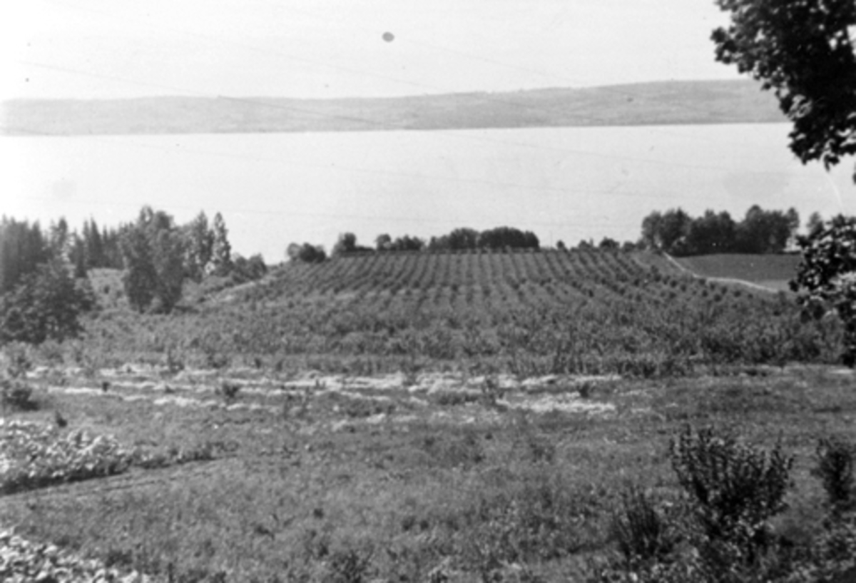 Anno Domkirkeodden, Fossum gård, Nes, Hedmark. Frukthagen i 1944.