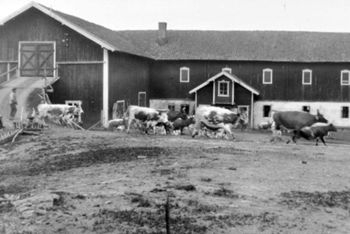 Anno Domkirkeodden, Kuslepp på Mørkved store i 1912. Foran låven.