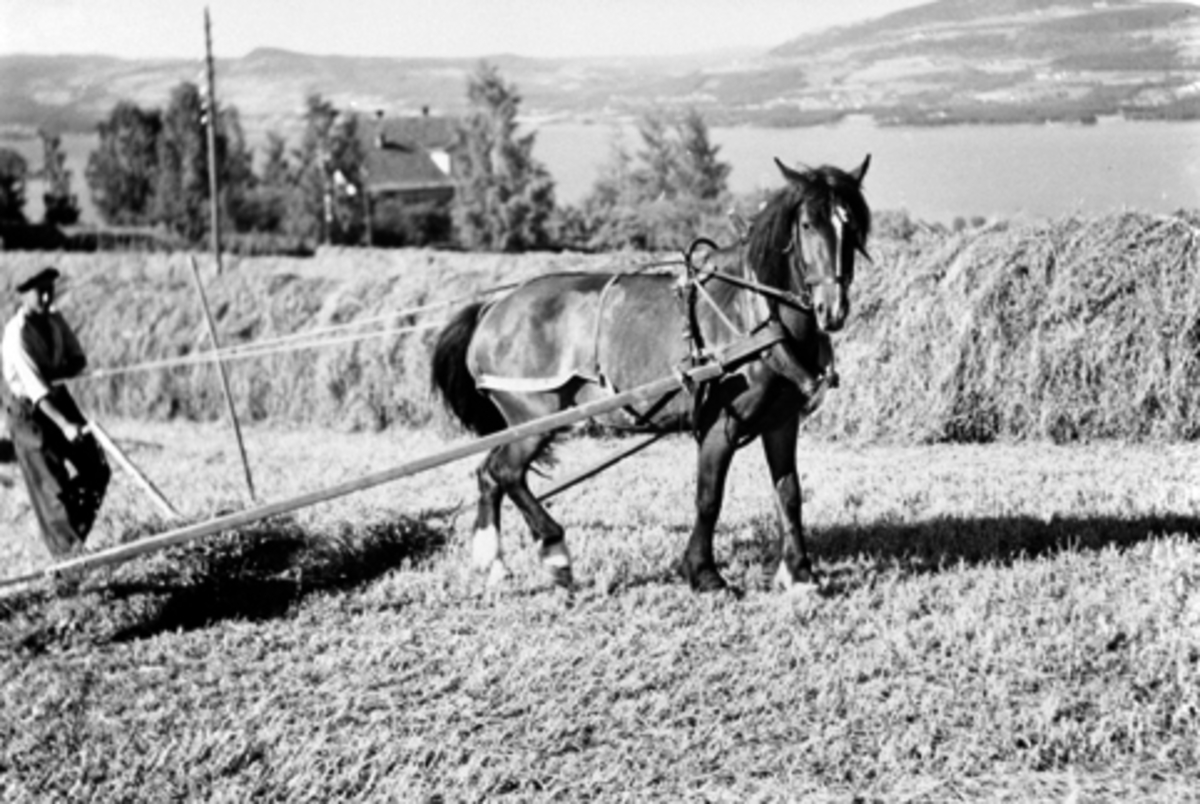 Anno Domkirkeodden, Slåttonn. Hest som trekker sleperive. Høyhesjer. Husa på Wold, Nes, Hedmark i bakgrunn.