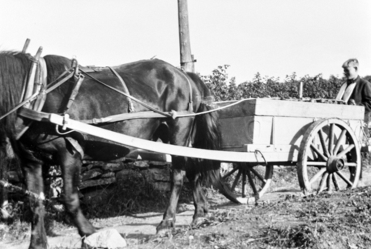 Anno Domkirkeodden, Kjører poteter med hest og stuttkjerre på Toftes Gave, Nedre Sund, Helgøya i 1930-årene.
