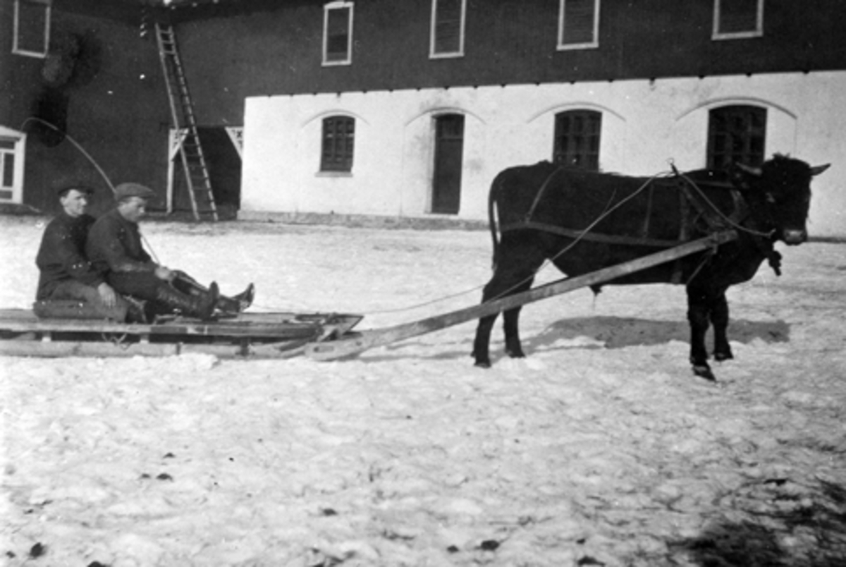 Anno Domkirkeodden, Okse trekker to ukjente menn på slede på gardstunet på Hoel gård, Nes, Hedmark.