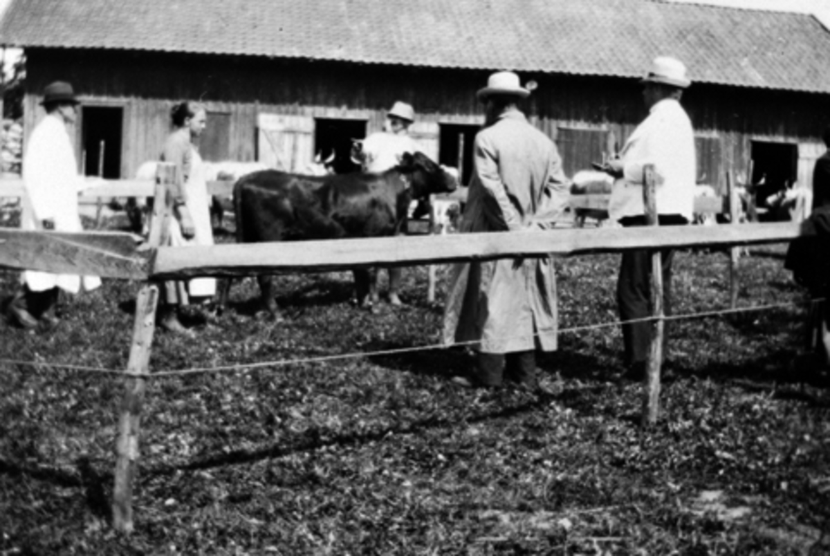 Anno Domkirkeodden, Folk og kyr ved kåringsskuet på Tingnes, Nes, Hedmark.